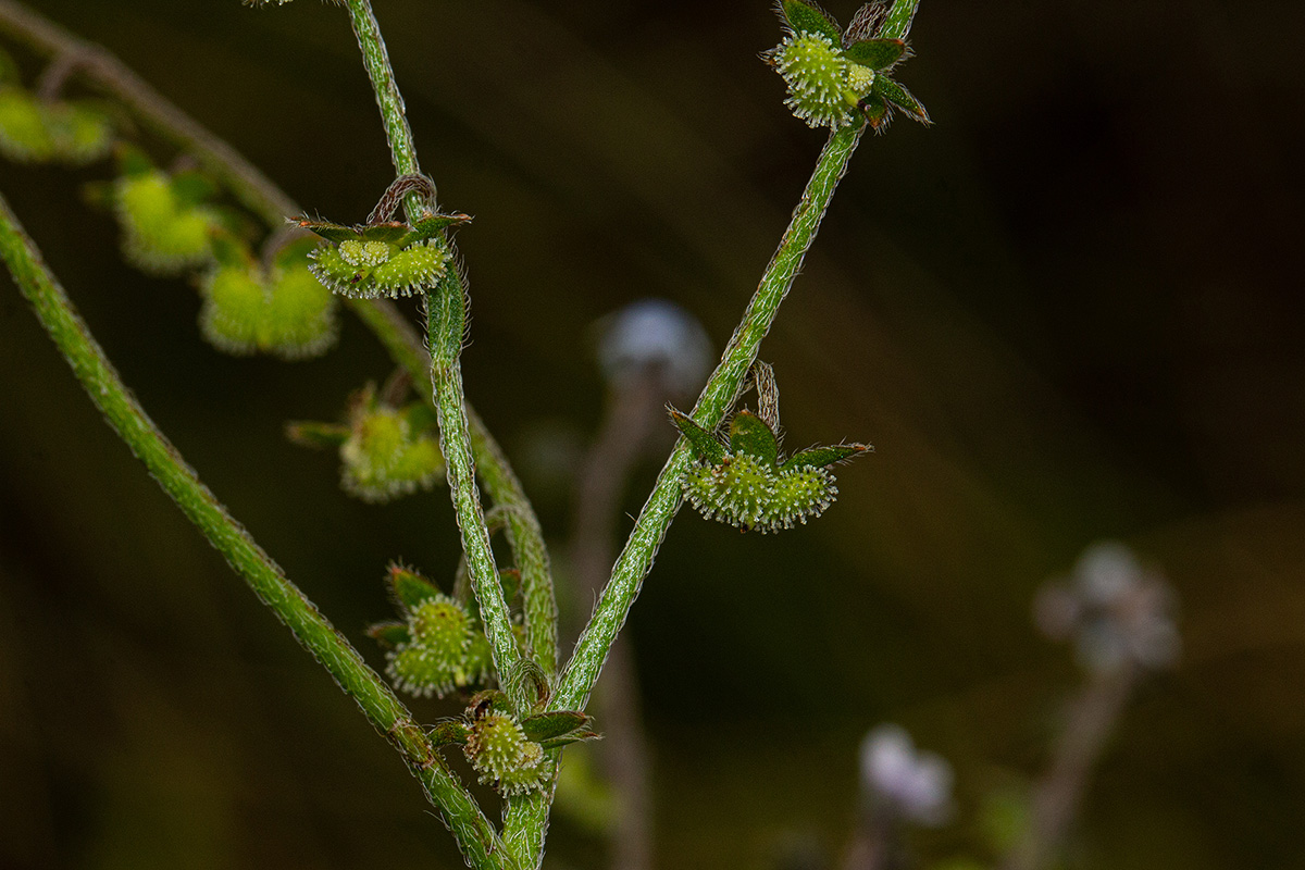 Cynoglossum lanceolatum