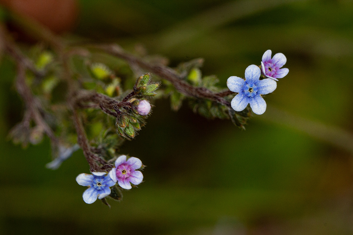 Cynoglossum lanceolatum Cynoglossum lanceolatum
