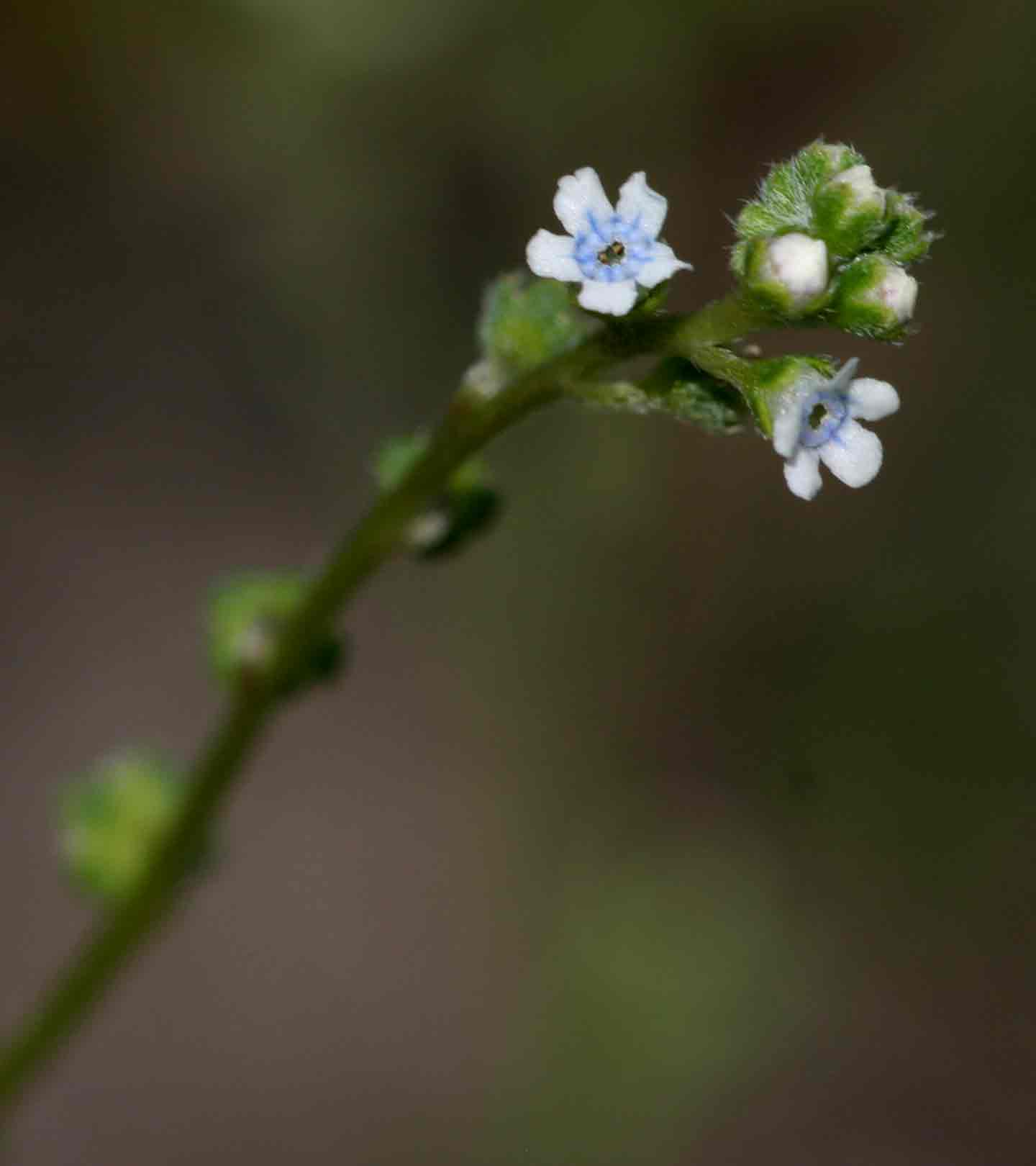 Cynoglossum lanceolatum Cynoglossum lanceolatum