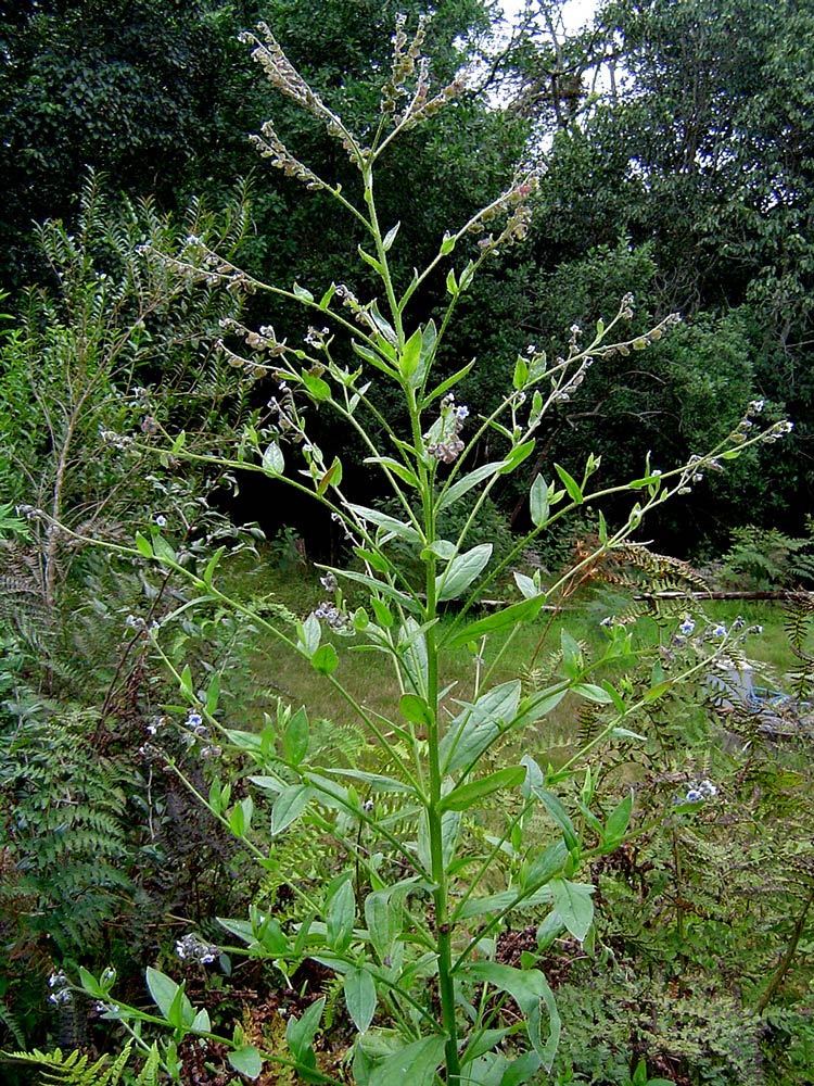 Cynoglossum lanceolatum Cynoglossum lanceolatum