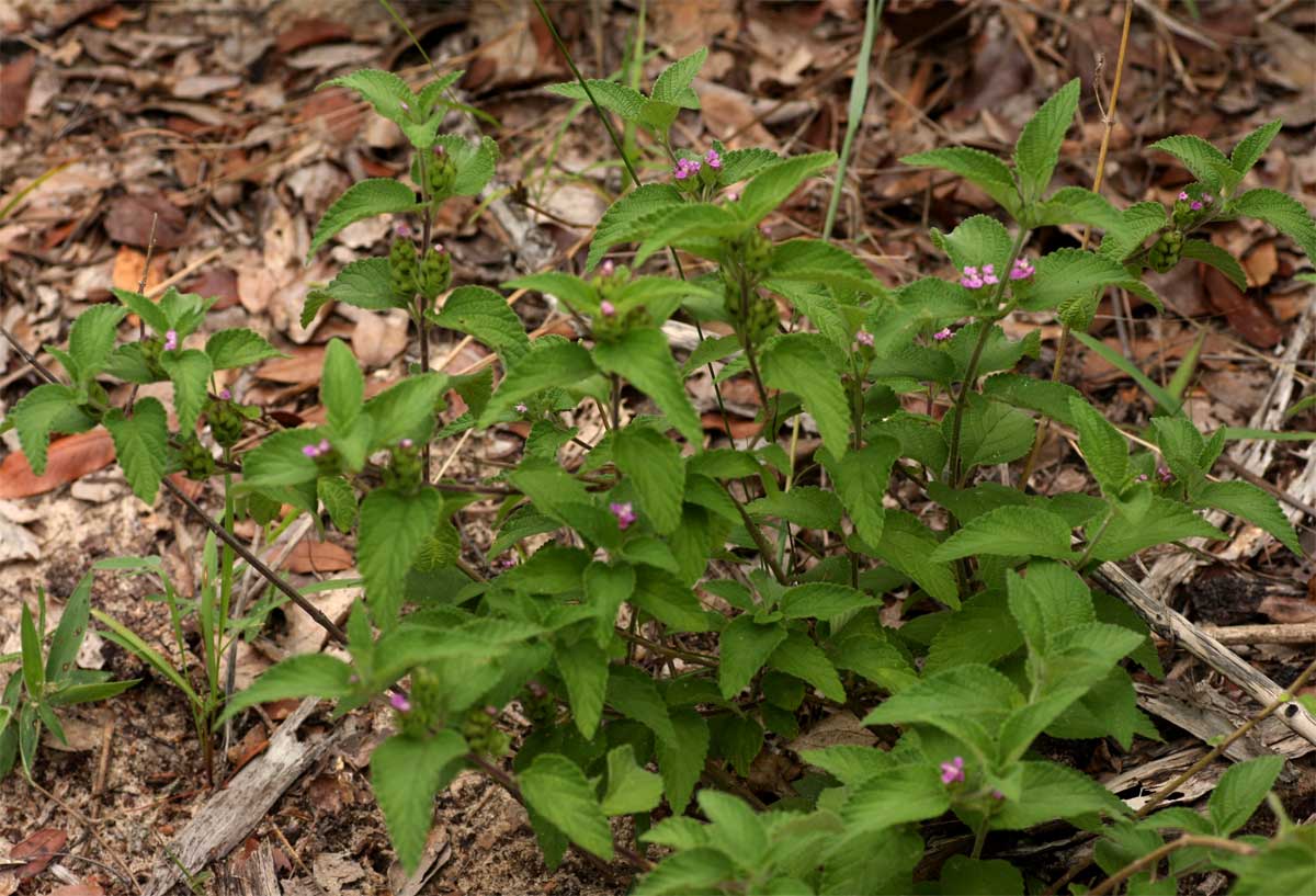 Lantana angolensis