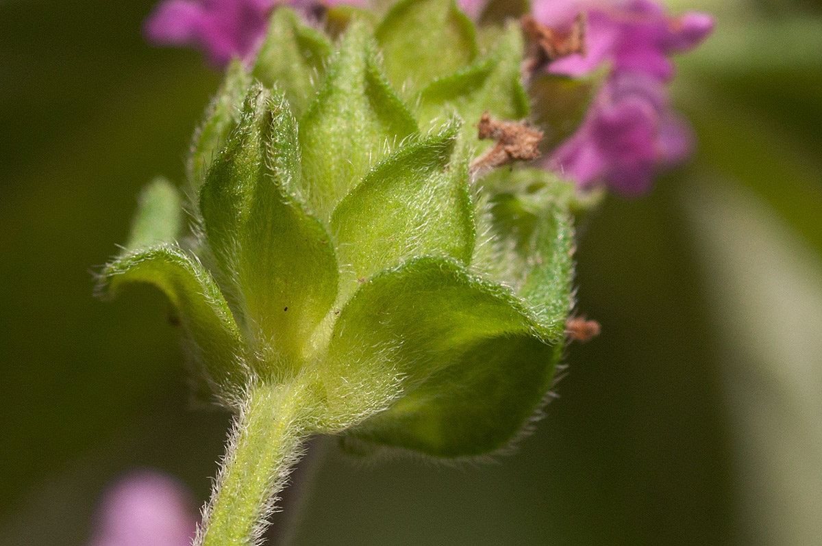 Lantana angolensis