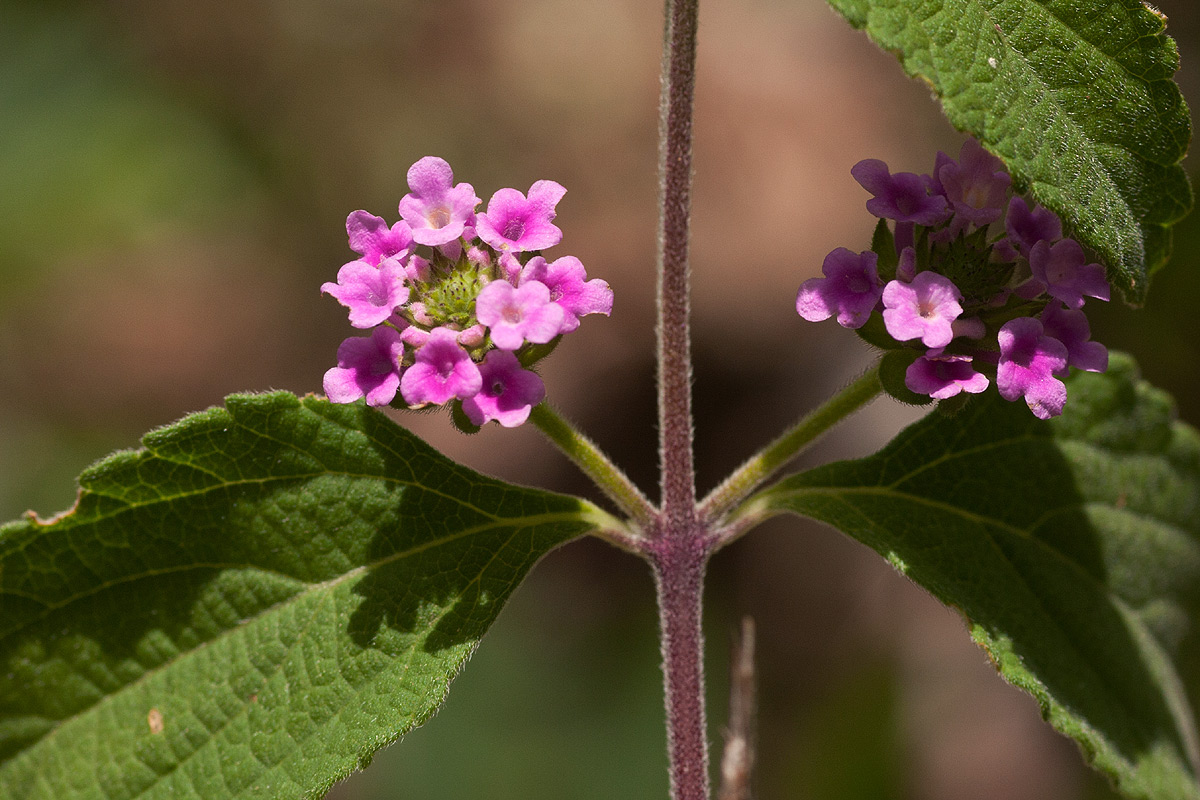 Lantana angolensis Lantana angolensis