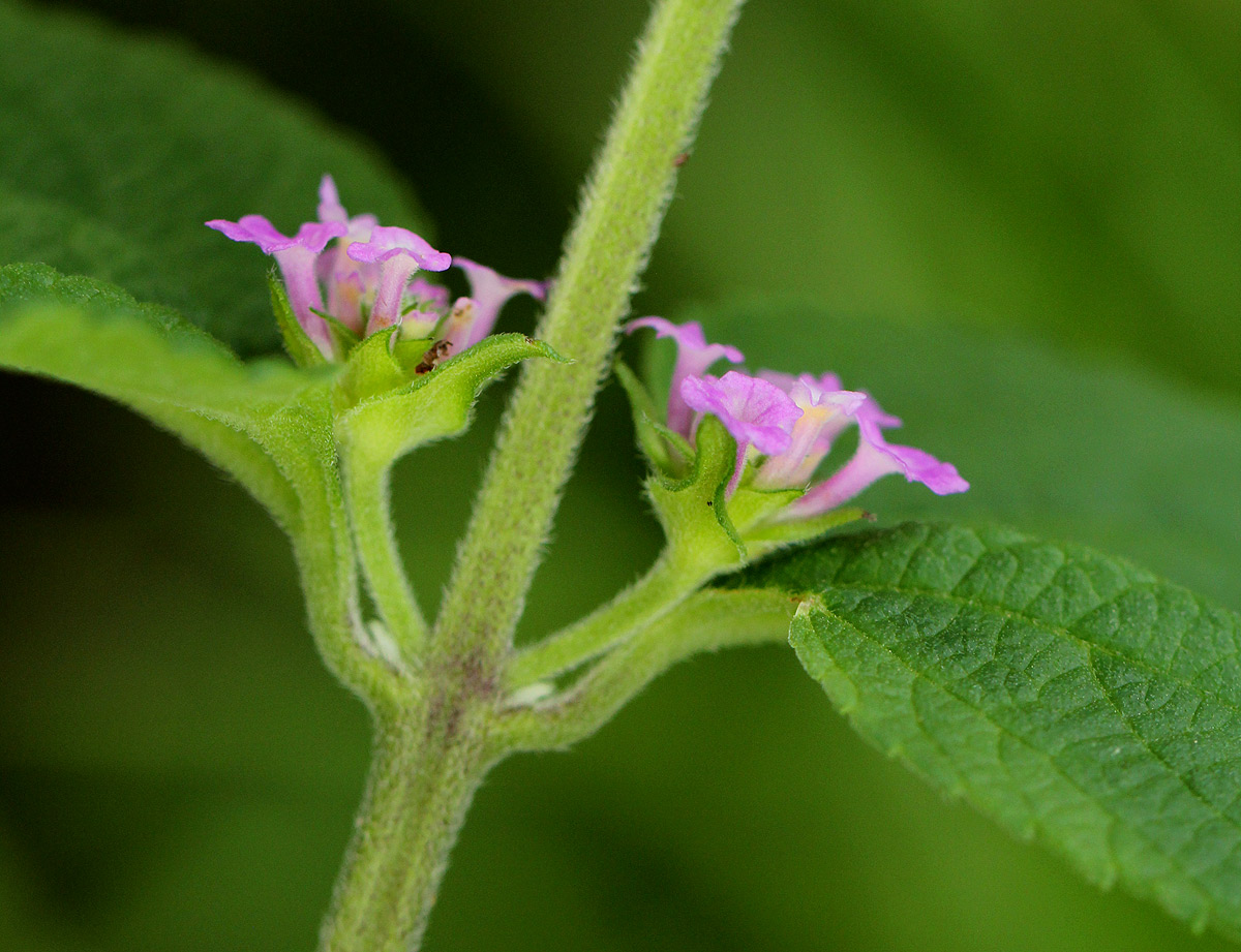 Lantana angolensis Lantana angolensis