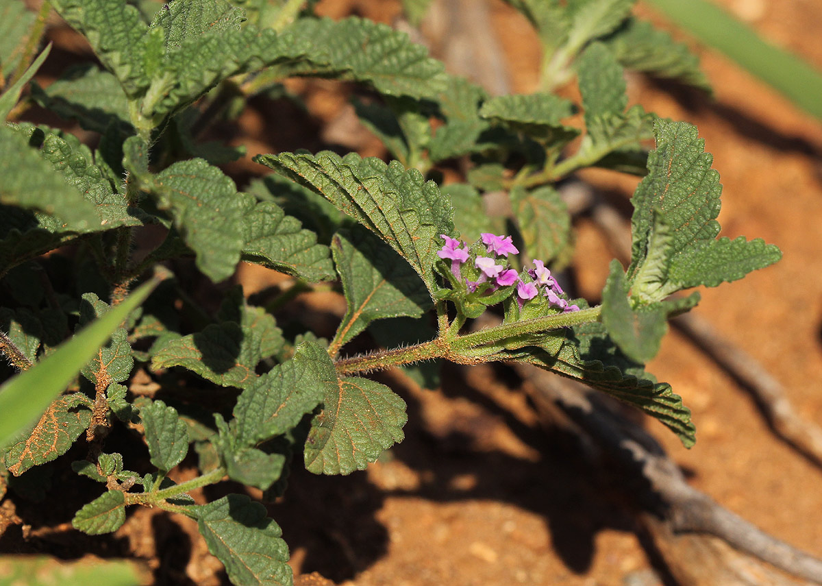 Lantana angolensis