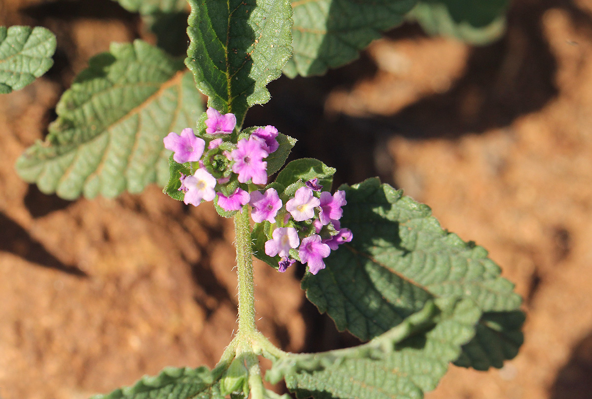 Lantana angolensis Lantana angolensis