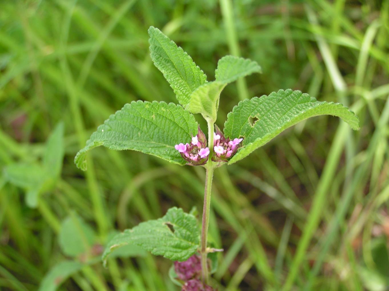 Lantana angolensis