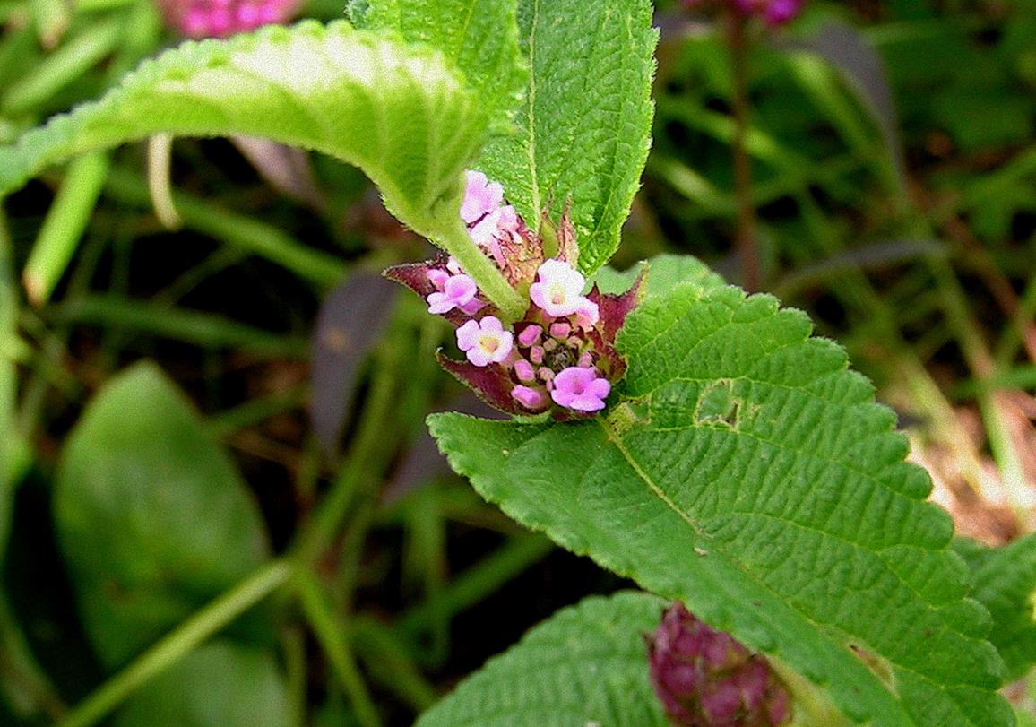 Lantana angolensis