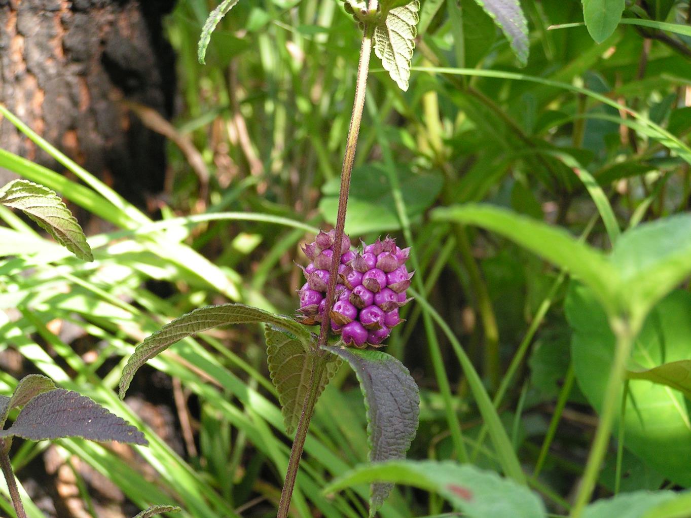 Lantana angolensis