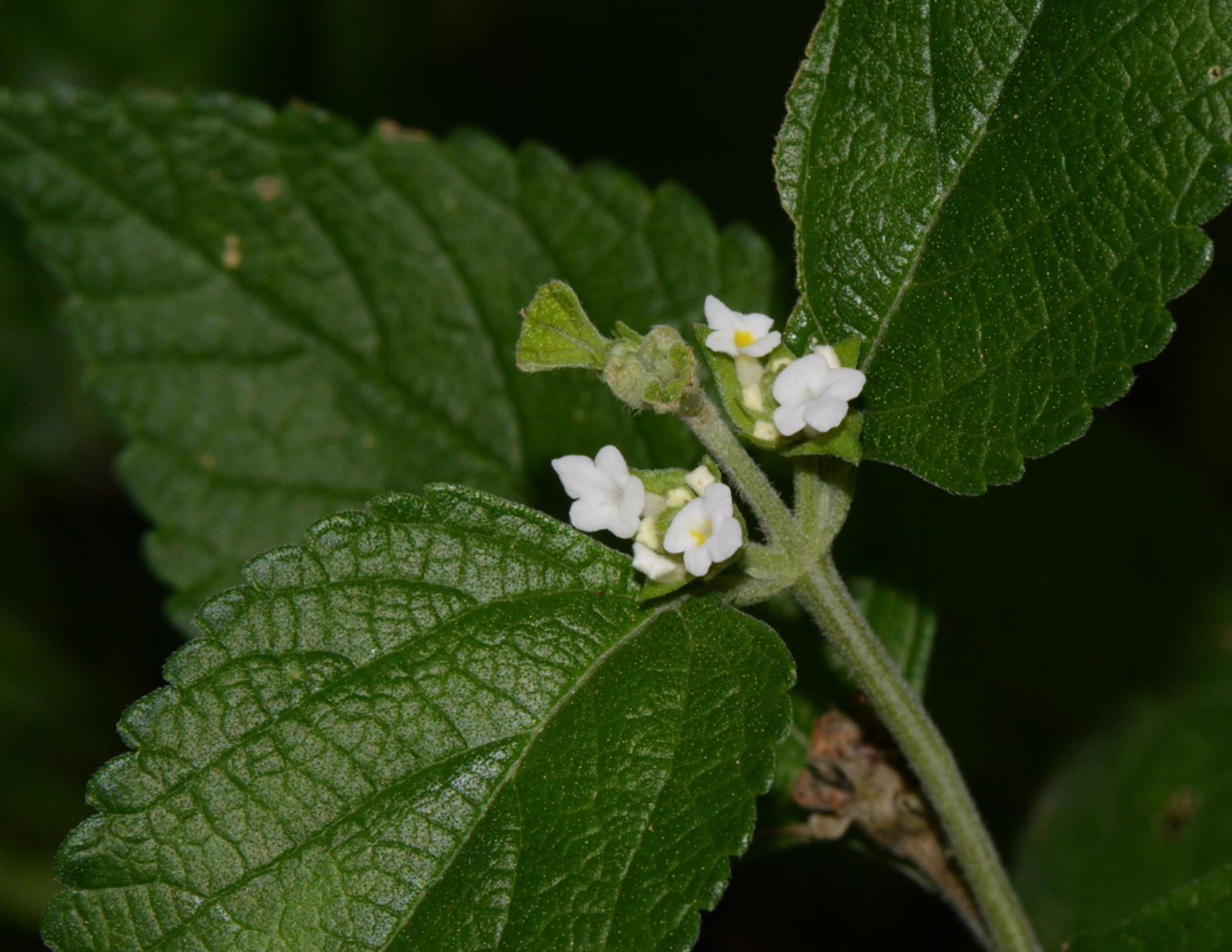 Lantana angolensis