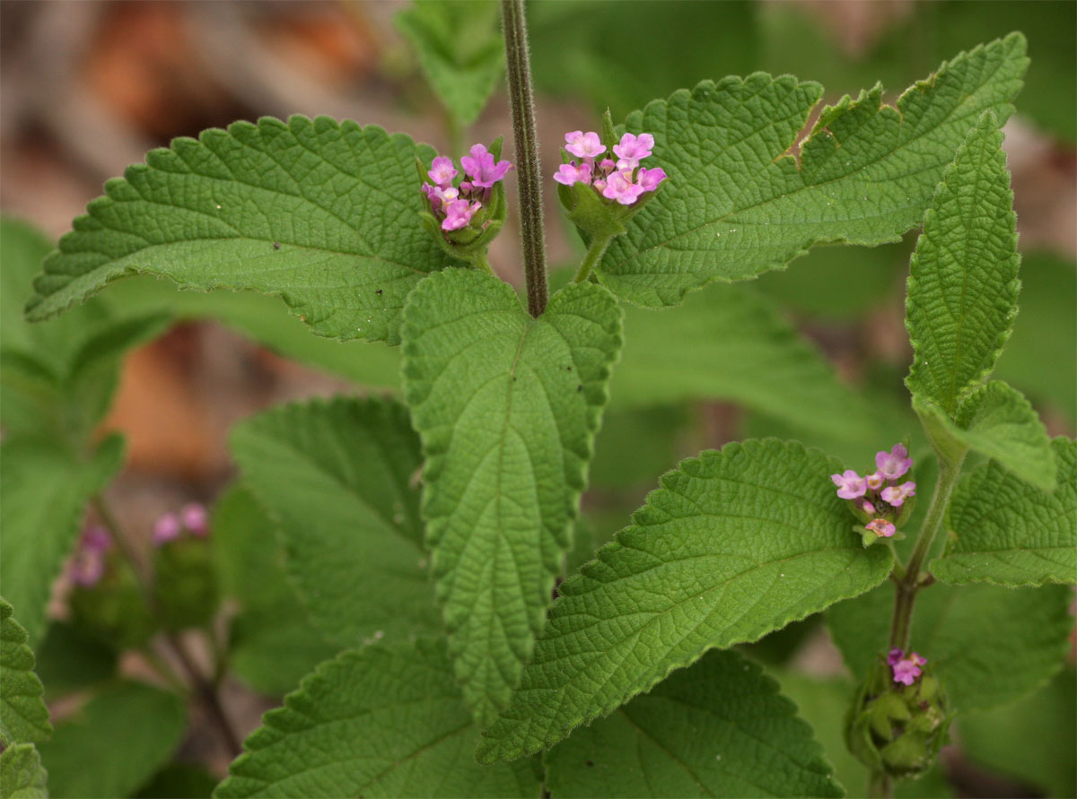 Lantana angolensis Lantana angolensis