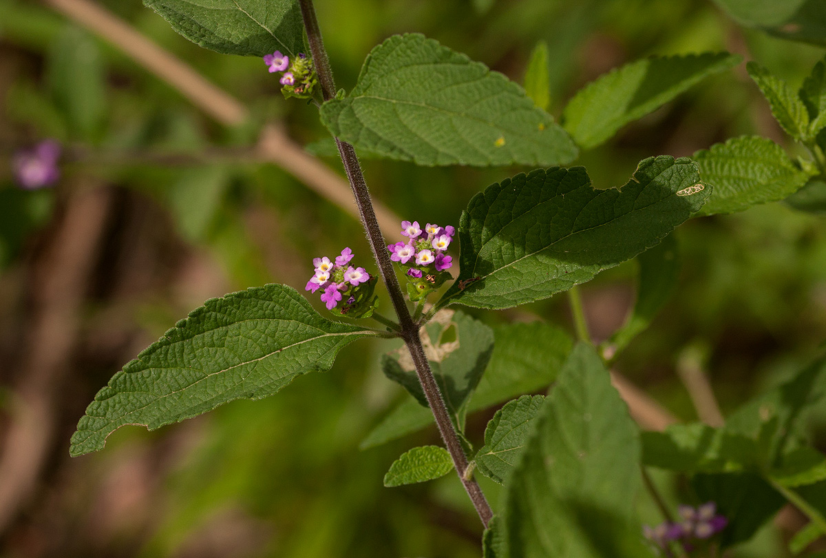 Lantana angolensis
