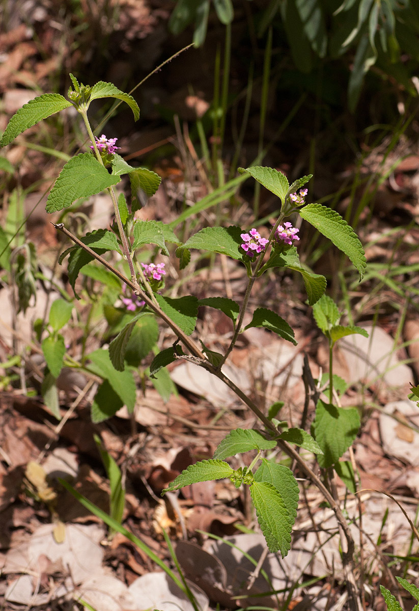 Lantana angolensis