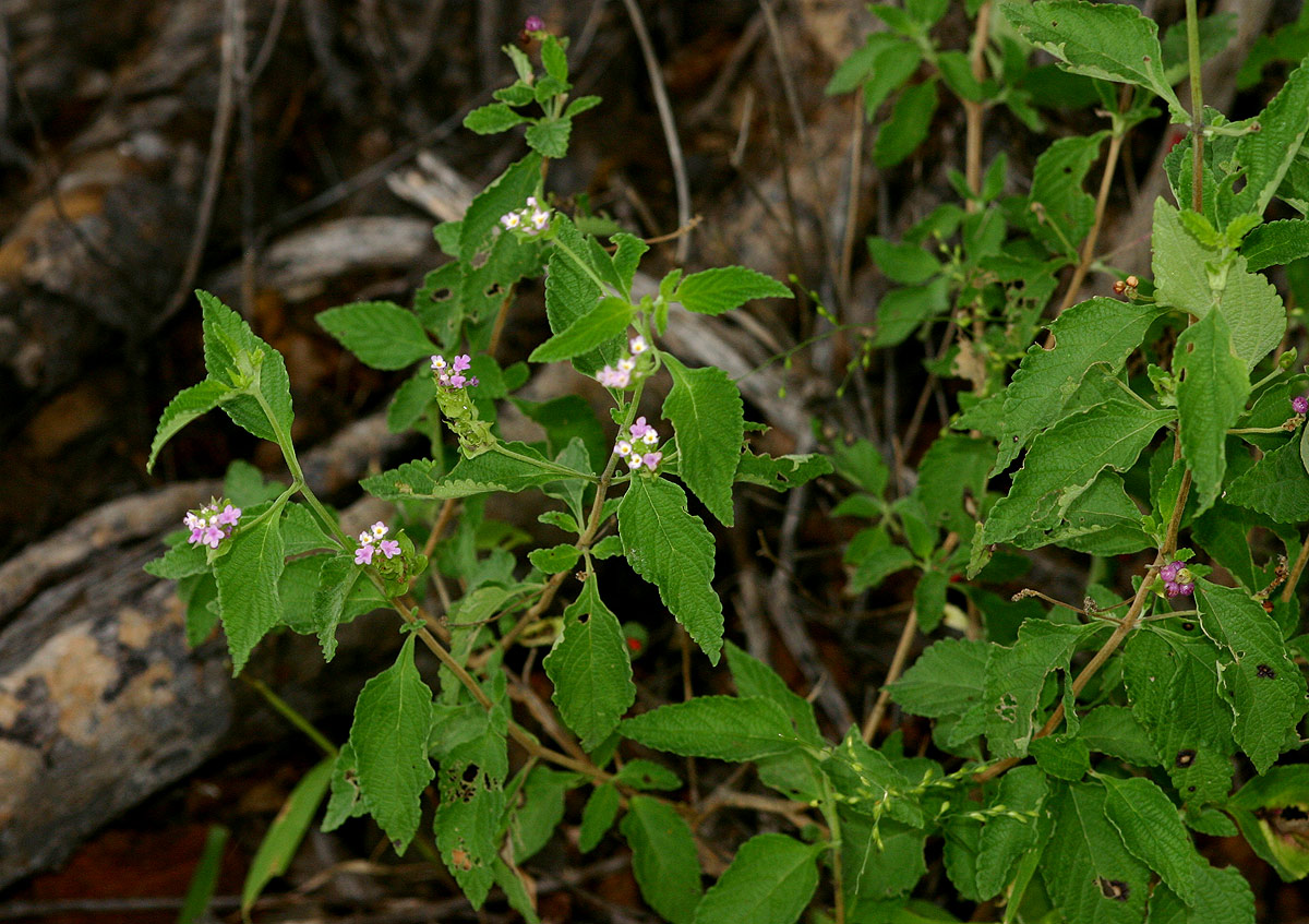 Lantana rugosa