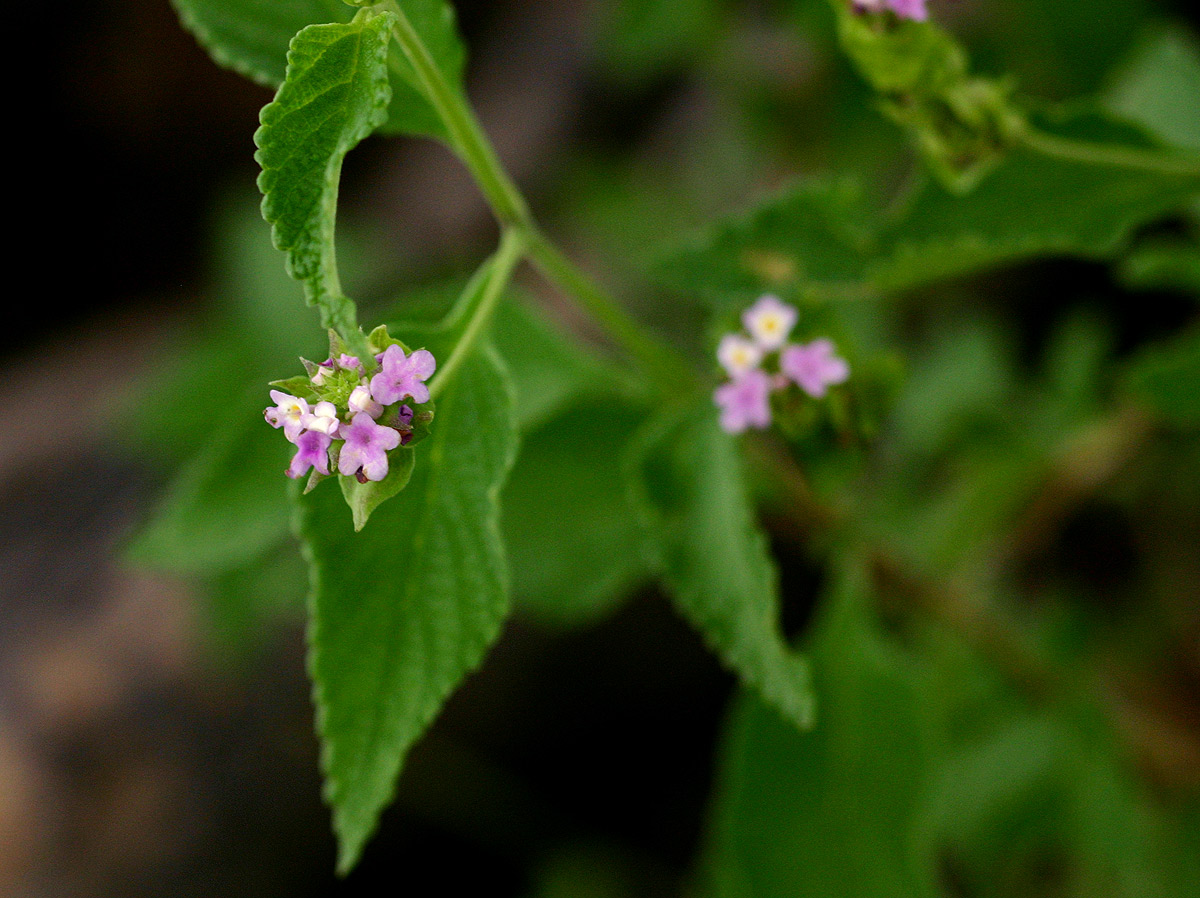 Lantana rugosa