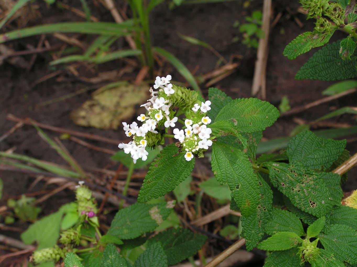 Lantana rugosa