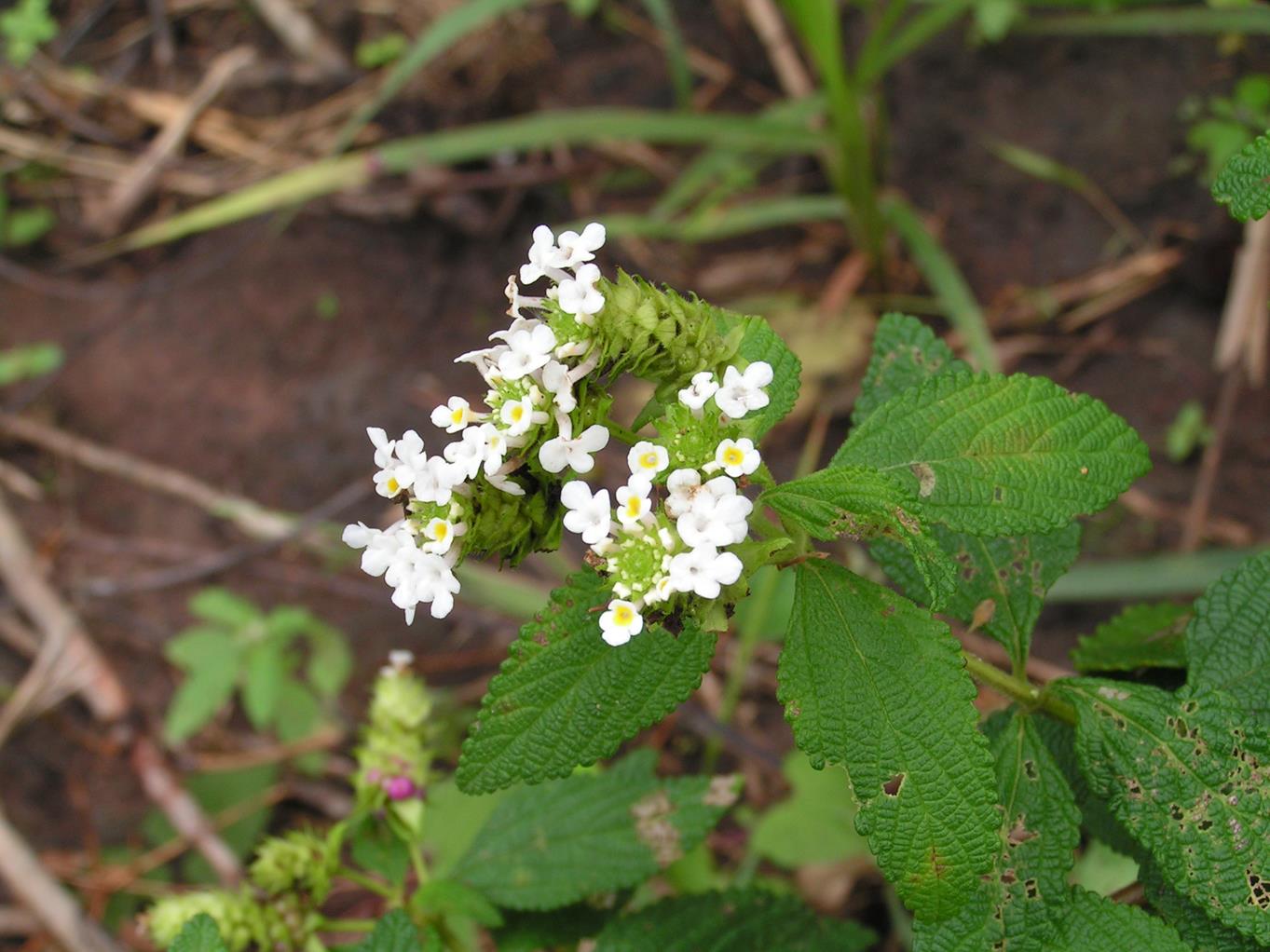 Lantana rugosa