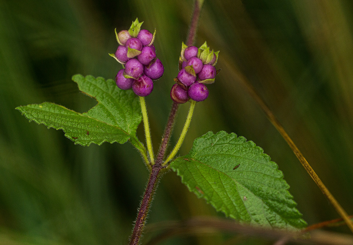 Lantana rugosa