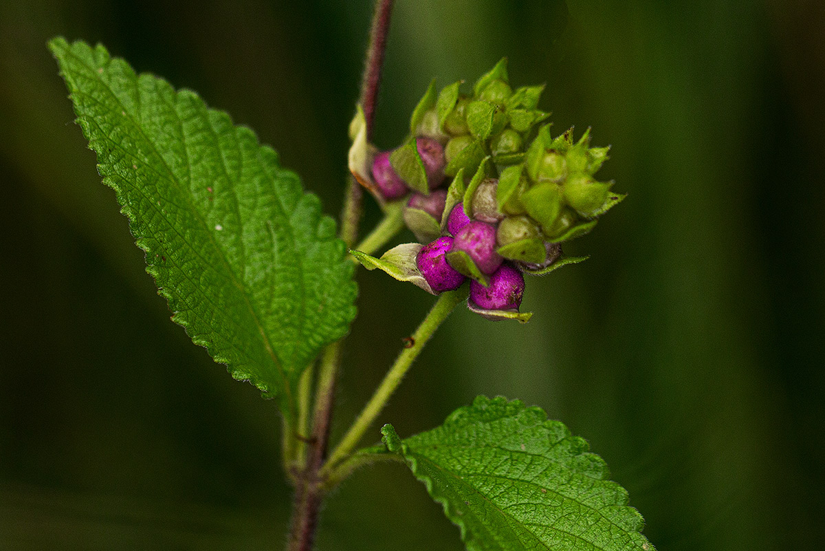 Lantana rugosa