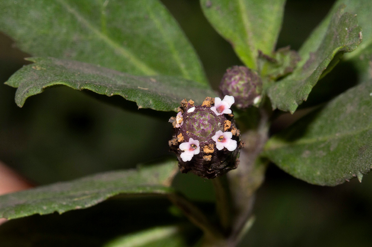 Phyla nodiflora var. nodiflora Phyla nodiflora var. nodiflora