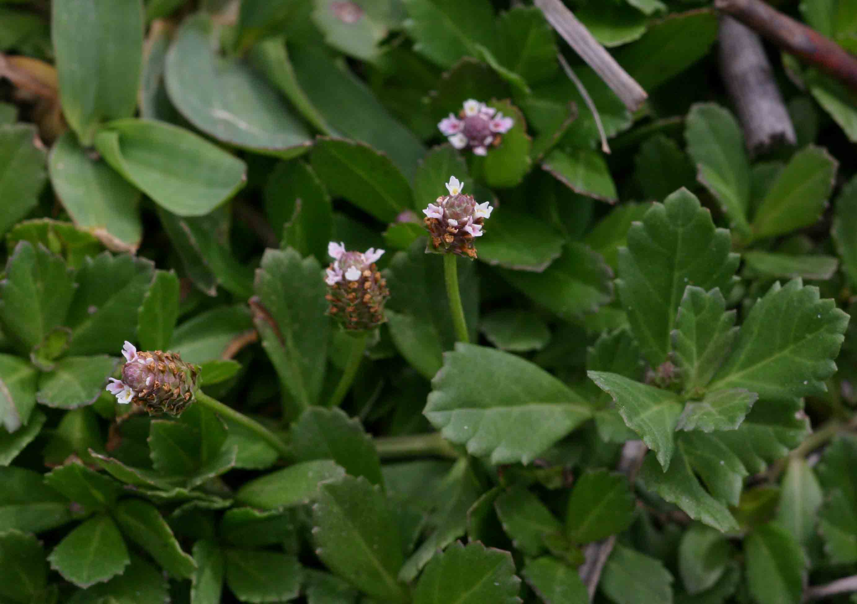 Phyla nodiflora var. nodiflora Phyla nodiflora var. nodiflora