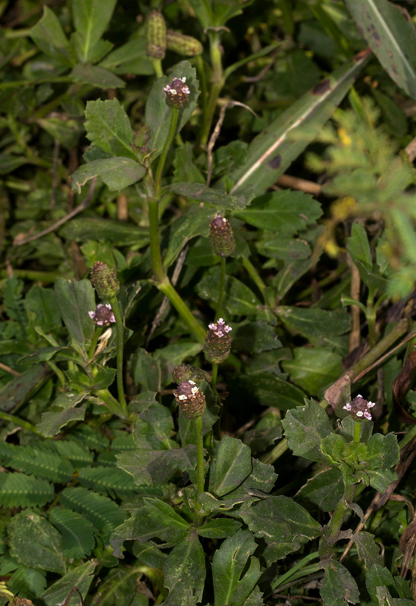 Phyla nodiflora var. nodiflora Phyla nodiflora var. nodiflora