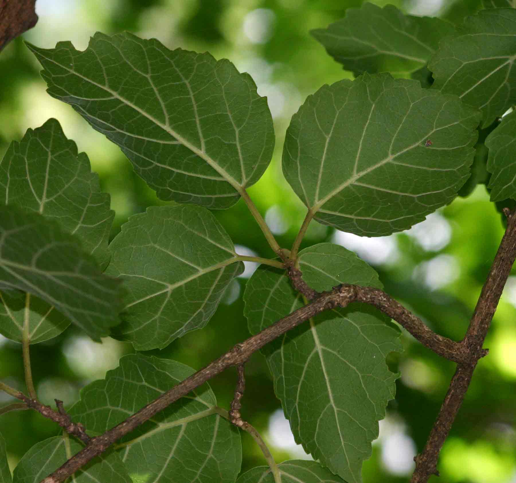 Premna senensis