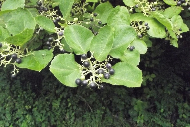 Premna senensis
