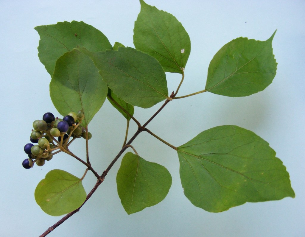 Premna senensis