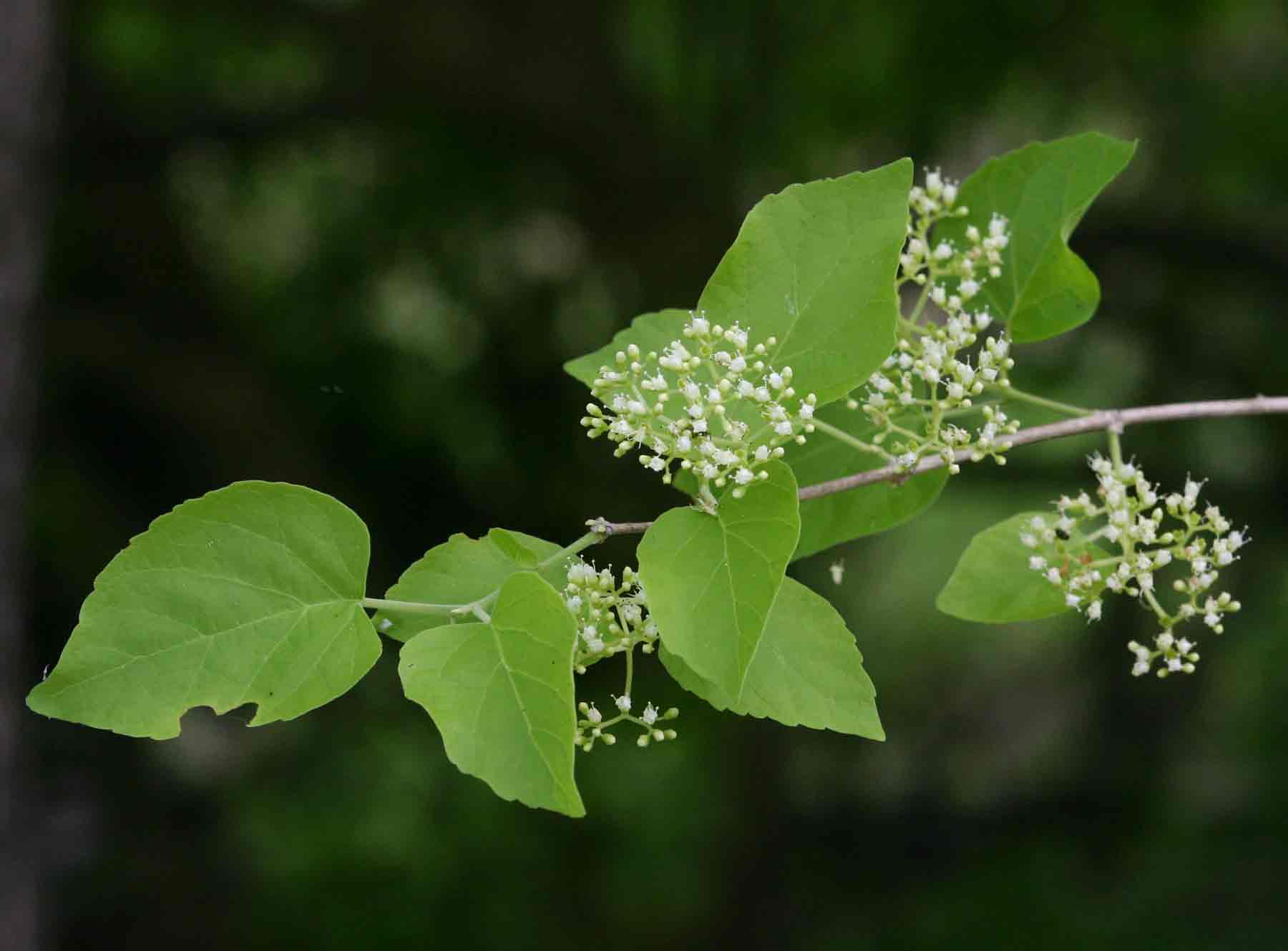 Premna senensis Premna senensis