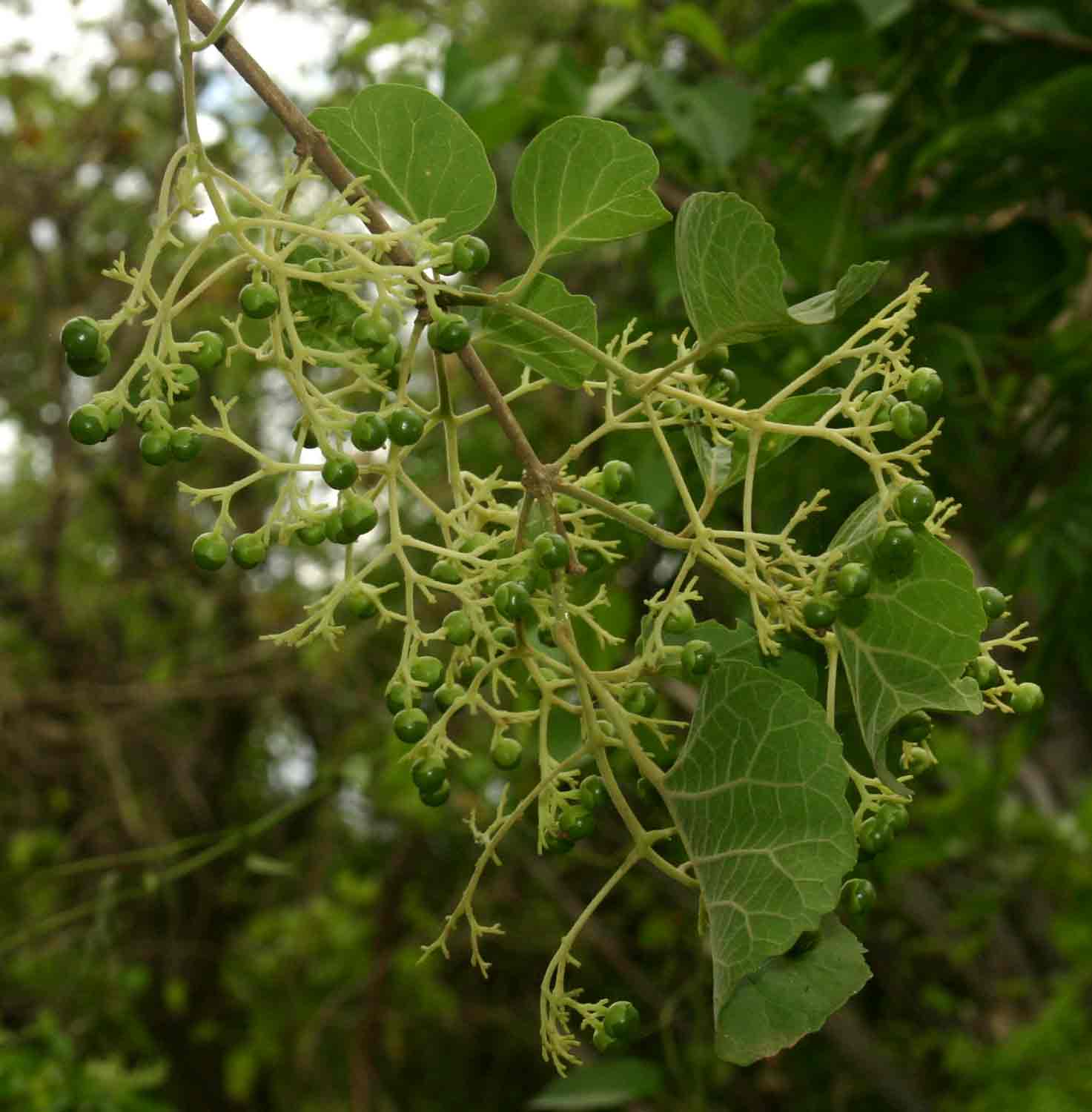 Premna senensis