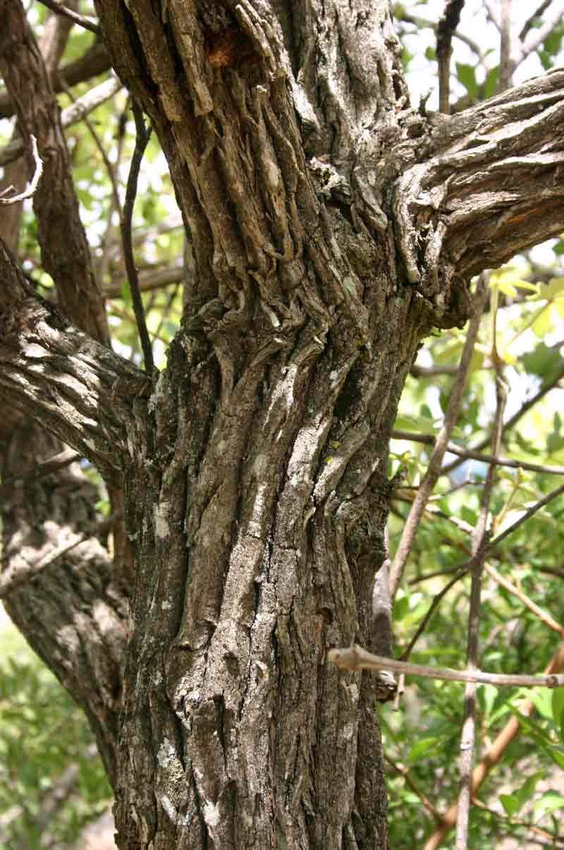 Vitex payos Vitex payos