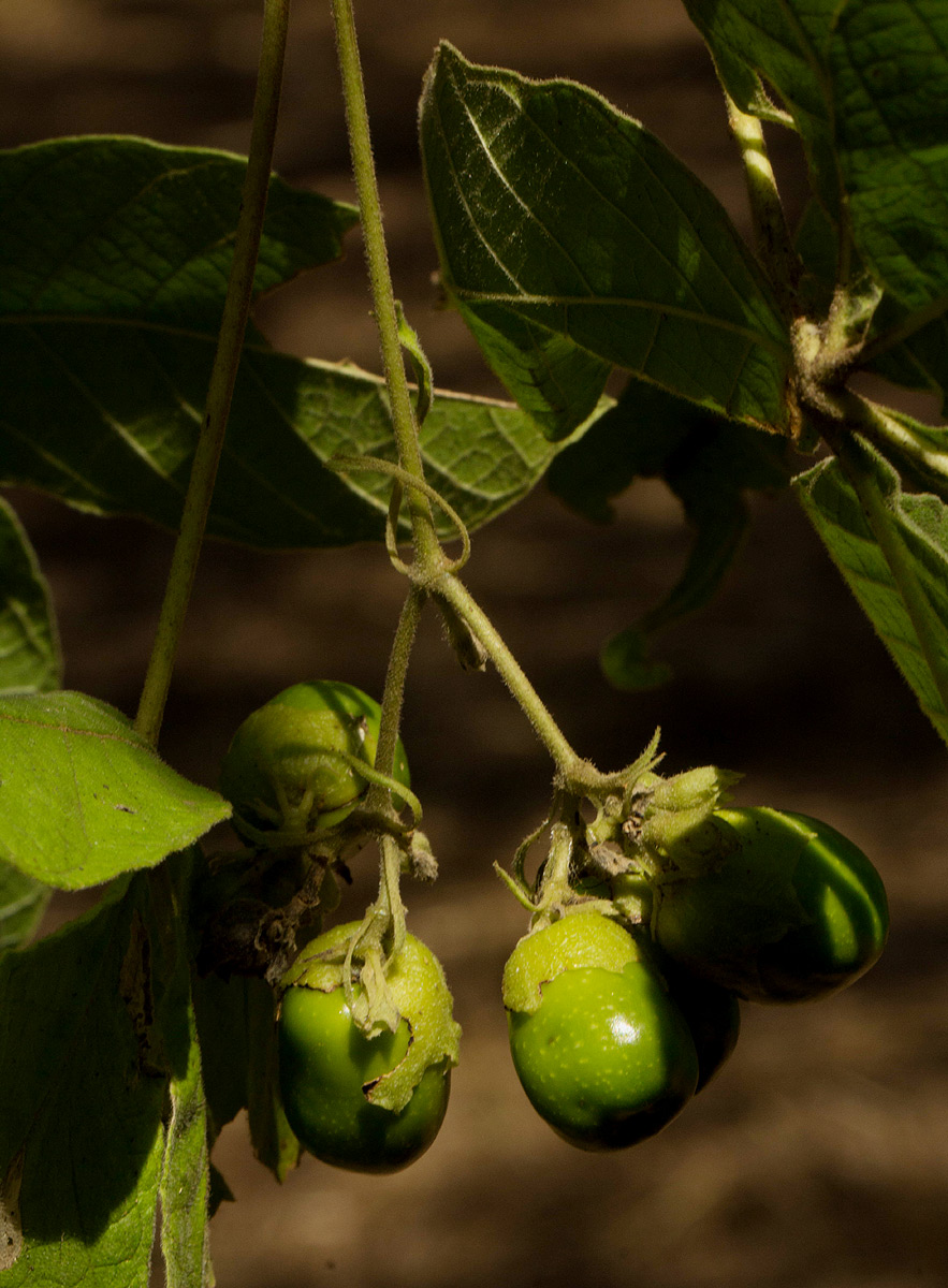 Vitex payos Vitex payos