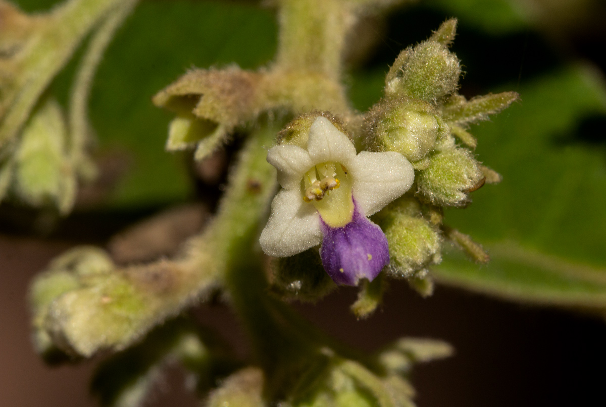 Vitex payos Vitex payos