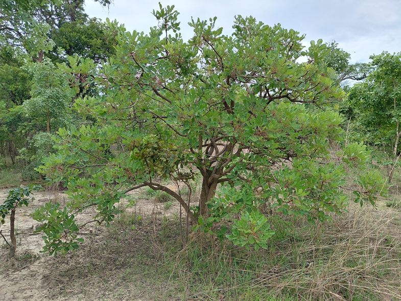 Vitex payos Vitex payos