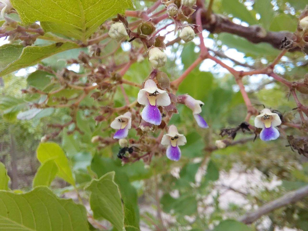 Vitex payos Vitex payos