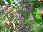 Vitex payos