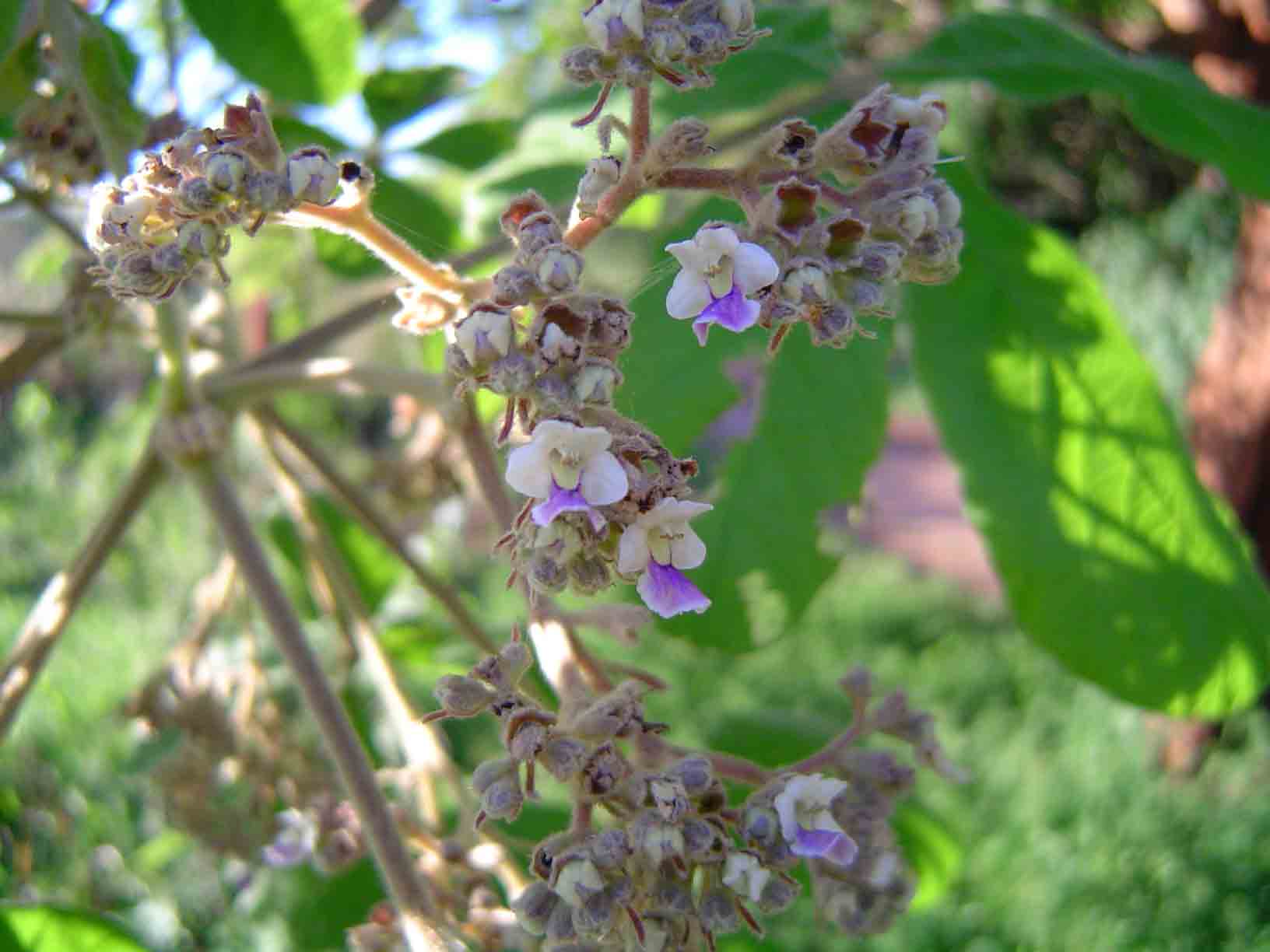 Vitex payos Vitex payos