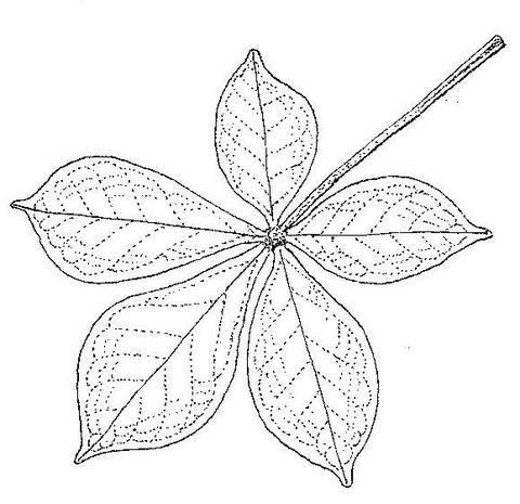 Vitex payos Vitex payos