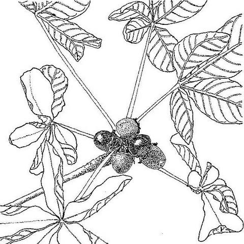 Vitex payos Vitex payos