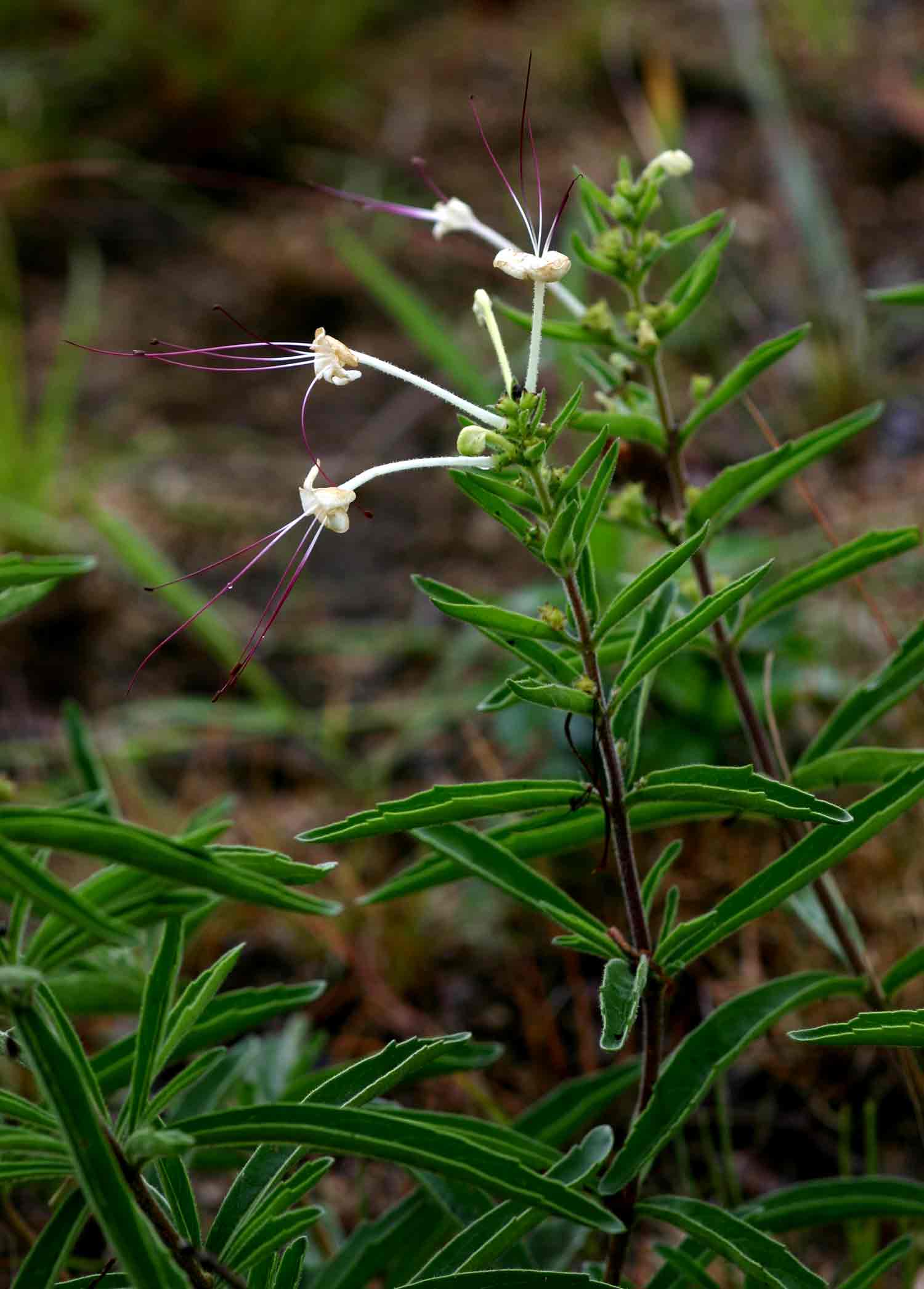 Clerodendrum ternatum Clerodendrum ternatum