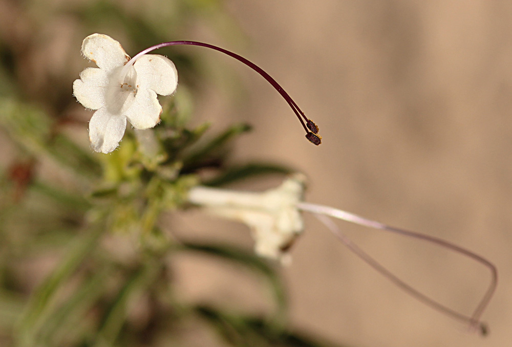 Clerodendrum ternatum Clerodendrum ternatum