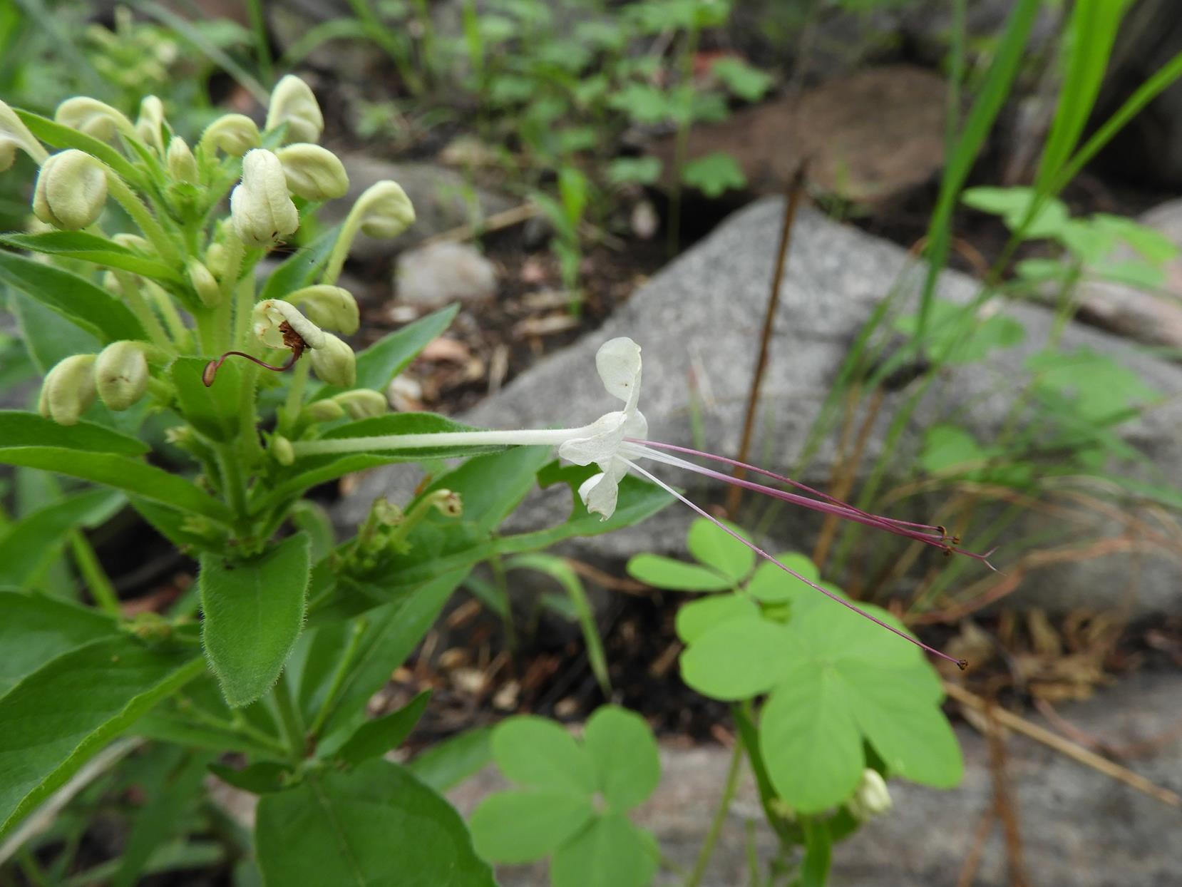 Clerodendrum ternatum Clerodendrum ternatum