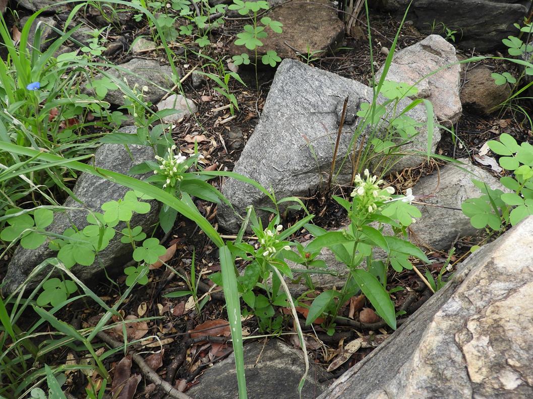 Clerodendrum ternatum Clerodendrum ternatum