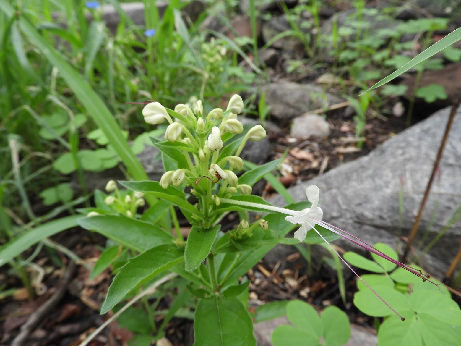 Clerodendrum ternatum Clerodendrum ternatum