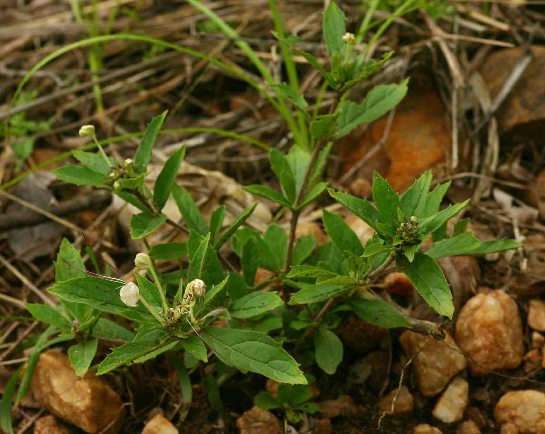 Clerodendrum ternatum Clerodendrum ternatum