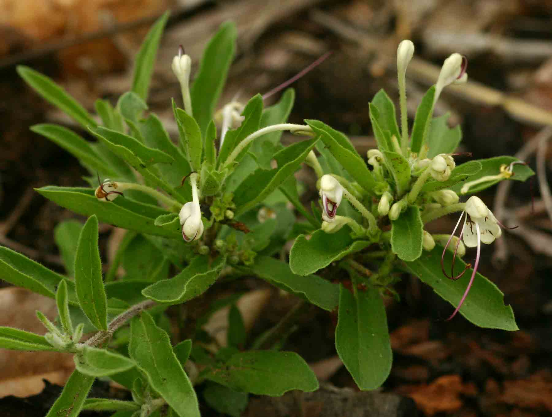 Clerodendrum ternatum Clerodendrum ternatum