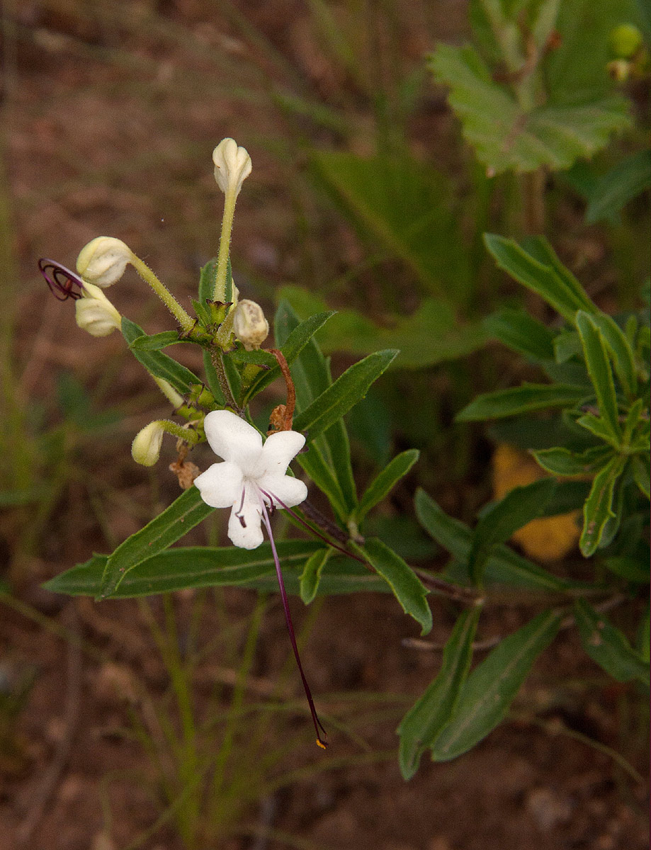 Clerodendrum ternatum
