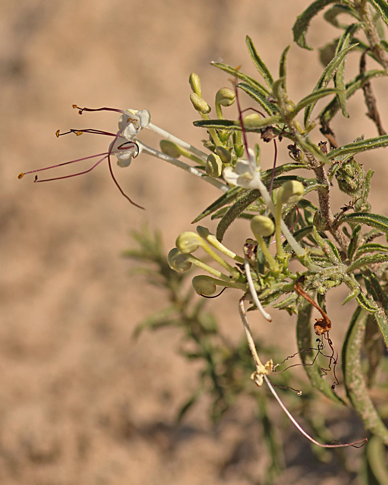 Clerodendrum ternatum Clerodendrum ternatum