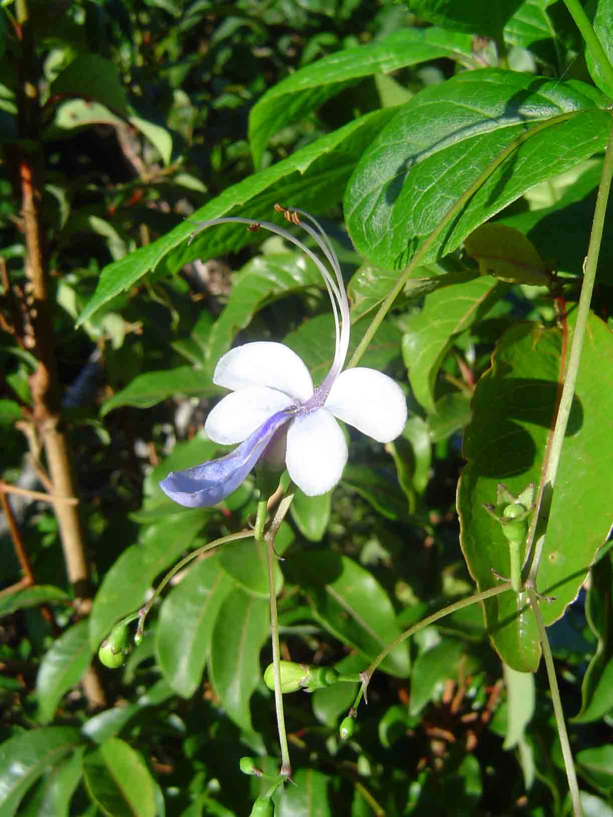Rotheca myricoides Rotheca myricoides